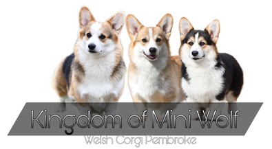 Welsh Corgi Pembroke Kingdom of mini wolf